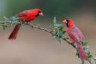 USA-South Texas Northern cardinal males Art Print